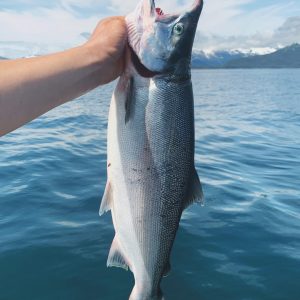 Sockeye Salmon